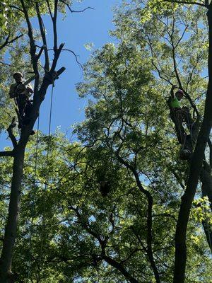 Willy’s Tree Service