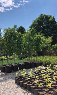 Hummingbird Hill Nursery