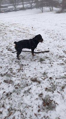 Animal Care Centers of NYC