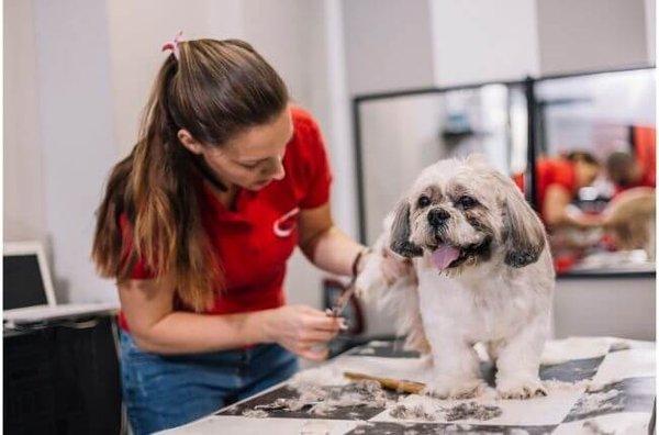 Dog Groomers In Brooklyn
