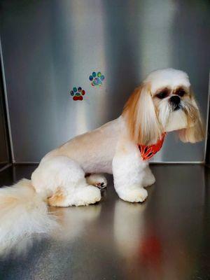 Selinas Custom Canine clips