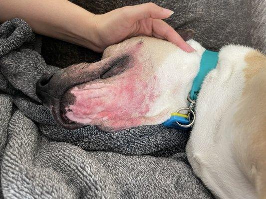 Animal Hospital & Clinic of Arlington