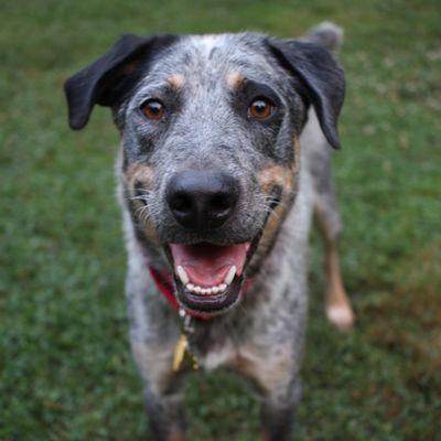 Pacific Northwest Cattle Dog Rescue