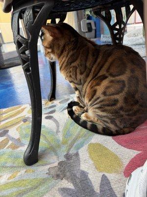 SeaQuest Interactive Aquarium