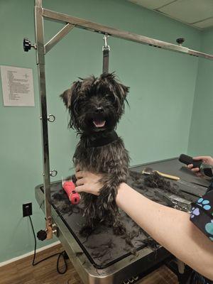 Mason with his new Groomer