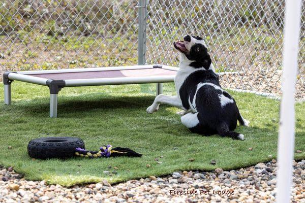 Fireside Pet Lodge