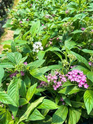 Culpepper Creek Farms