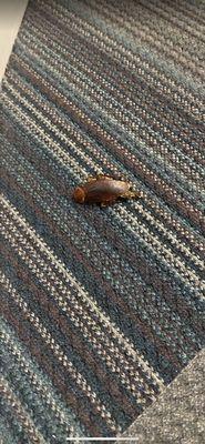 Biltmore at Camelback