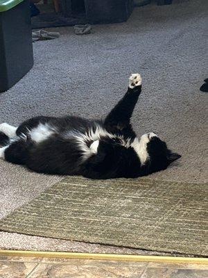 Dr. Jam and her staff have been caring for Minnie since I brought her home.