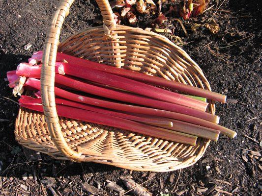 Canada Red Rhubarb,