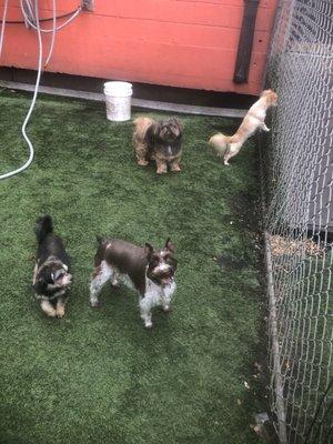 Barking Hound Village