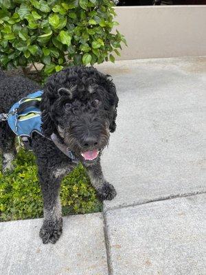 Wag-A-Long Pet Sitting