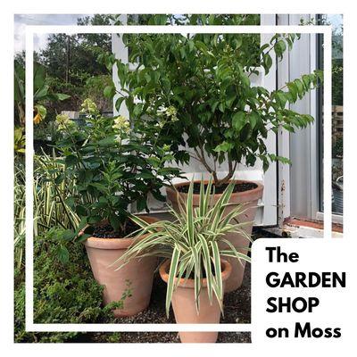 The Garden Shop on Moss