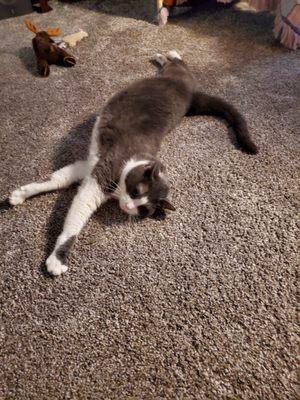 North Central West Virginia Emergency Veterinary Clinic