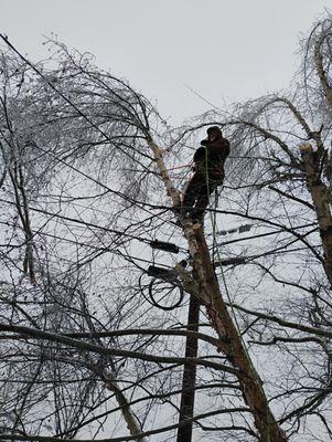 Eddie's Tree Service & Landscaping