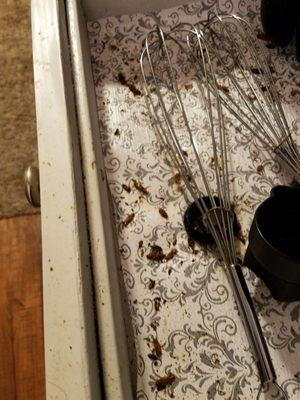 Drawers and cabinet has roaches