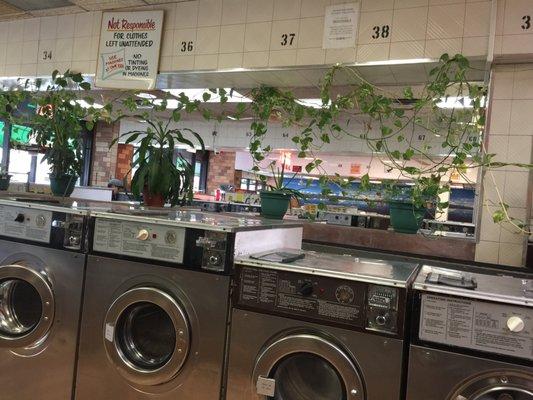 Queen Bee Laundromat Inc
