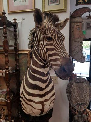 Look at who just arrived at the shop!!!!