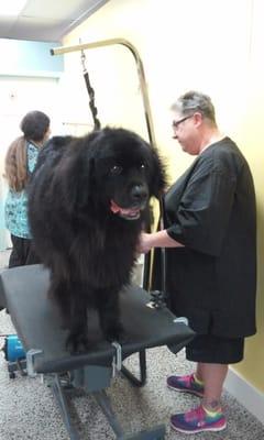 Dog Club and Spa