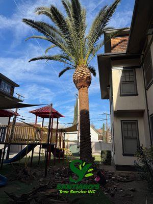 Santiago’s tree service