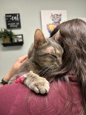 Animal Emergency Room