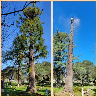 Removed safely a monkey puzzle tree over head stones.