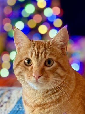 Marston says "Happy holidays!" to Horizon's great staff and vets!