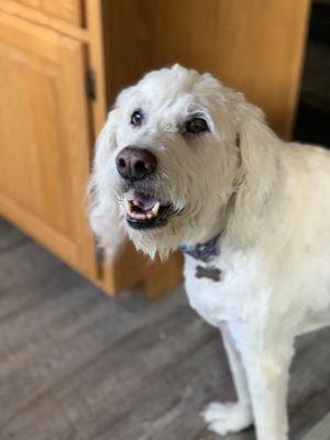 I'm ready for my walk