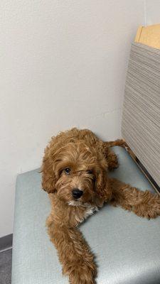 Carol House Quick Fix Pet Clinic