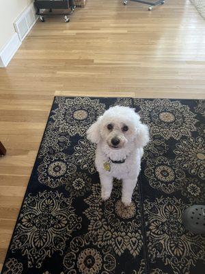 Fur Babies Grooming Studio