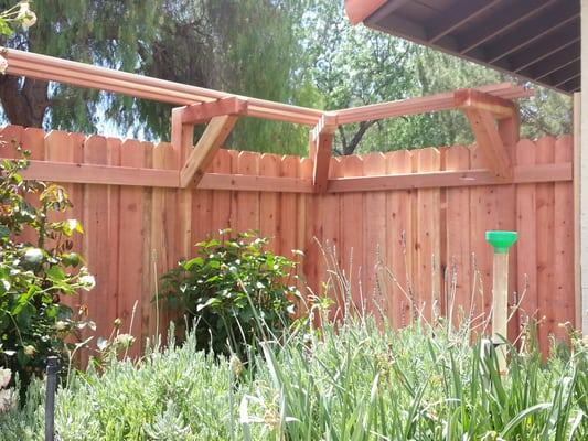 Redwood fence w/ wisteria shelf