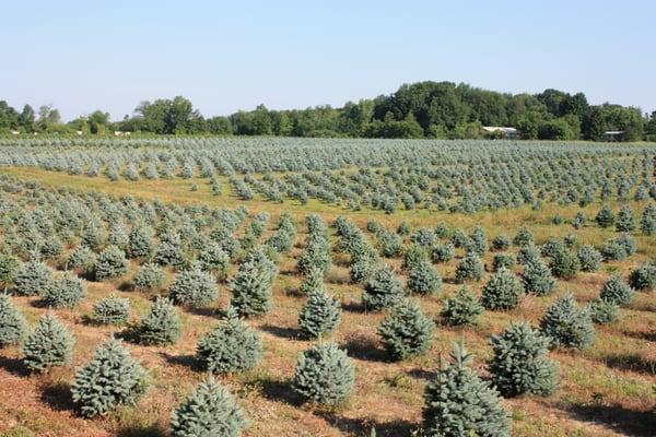 Baby Blue Colorado Spruce Field Planting