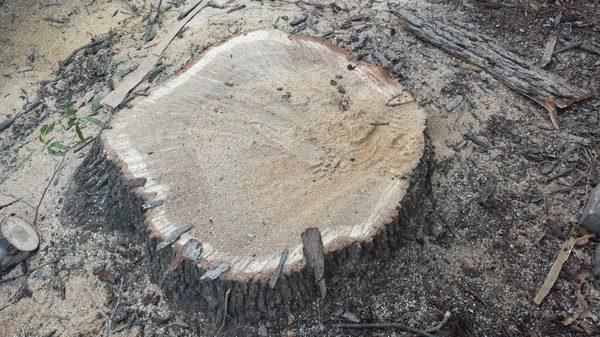 American Tree Service