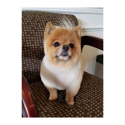 Cotton, the cutest little bear!