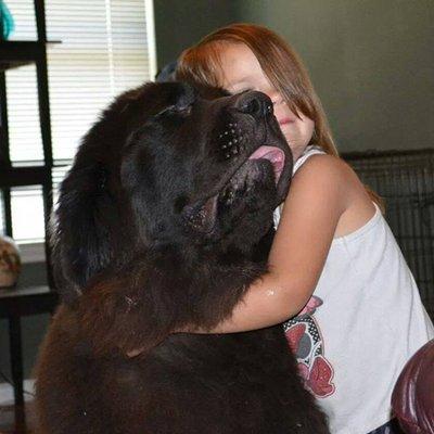 Harvest Acres Newfoundlands