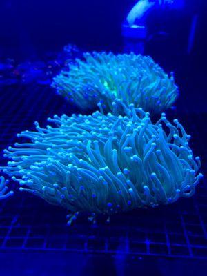 Coral waving in the waves of the coral farm tank