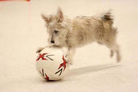 Doggie Fun & Games in Takoma Park