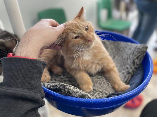 The Cat House on the Kings