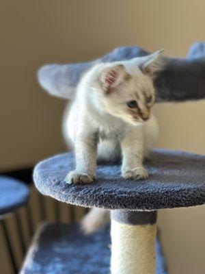 Speedway Express by Simms