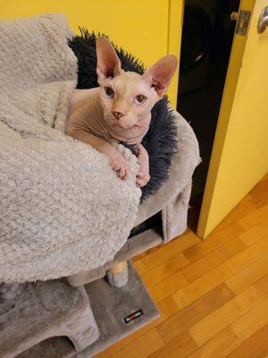 Regency Veterinary Clinic