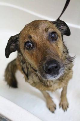 Bosco came in during our Rad Dog Wednesday Special. All baths are only $25