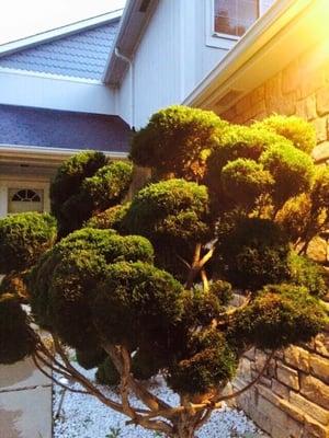 GreenHouse Lawn&Lanscape