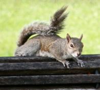 Florida Wildlife Management