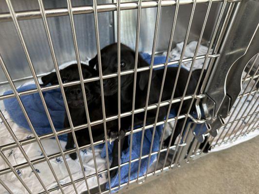 Fort Worth North Animal Campus