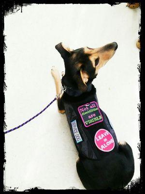 Trained service dog blocks, touches, retrieves objects