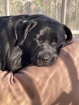 The Dog Retreat & Spa