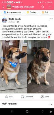 Before and after grooming