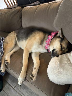 Tall Oaks Dog Resort