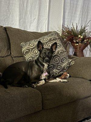 Southside Veterinary Clinic