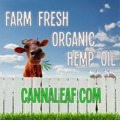 Organic Hemp Oil Products